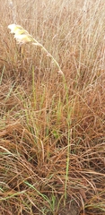 Gladiolus pubigerus