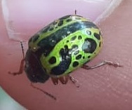 Calligrapha pantherina