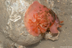Dendrodoris fumata