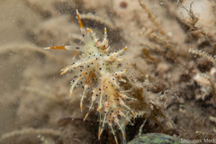 Eubranchus virginalis