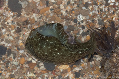 Aplysia rudmani