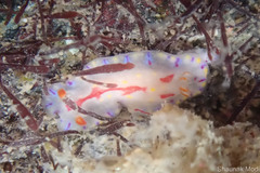 Hypselodoris zebrina