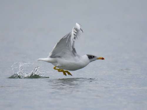 Pallas's Gull