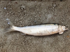Coregonus artedi