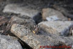 Hipparchia aristaeus