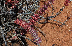 Crassula perforata (Crassula perforata)