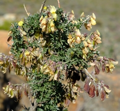 Wiborgia sericea