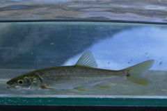Ptychocheilus oregonensis