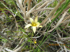 Romulea flava minor