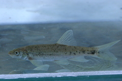 Rhinichthys umatilla