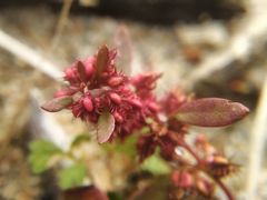 Rumex ucranicus