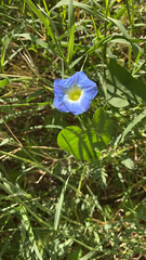 Ipomoea cardiophylla