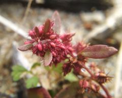 Rumex ucranicus