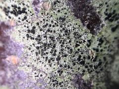 Amandinea dakotensis