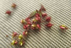 Rumex ucranicus