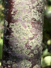 Amandinea dakotensis