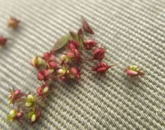 Rumex ucranicus