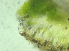 Amandinea dakotensis