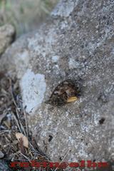 Hipparchia aristaeus