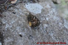 Hipparchia aristaeus