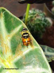 Phytomia argyrocephala