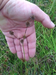 Juncus validus