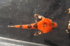 Bothragonus swanii