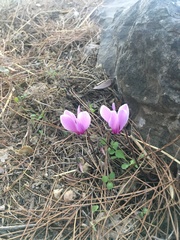 Cyclamen graecum