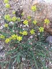 Bupleurum bicaule