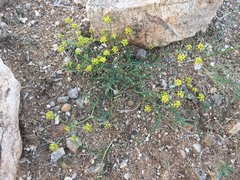 Bupleurum bicaule