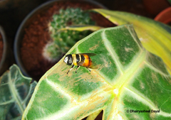 Phytomia argyrocephala