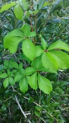 Parthenocissus quinquefolia image