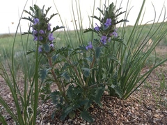 Dracocephalum foetidum