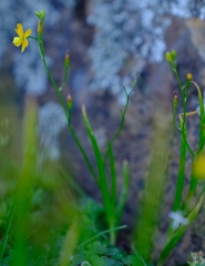 Bulbine longifolia