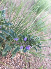 Dracocephalum foetidum