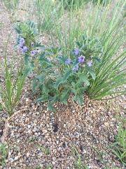 Dracocephalum foetidum