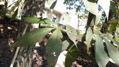 Carya carolinae-septentrionalis