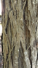 Carya carolinae-septentrionalis