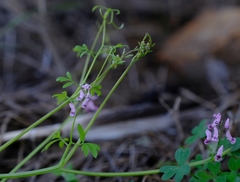 Trigonocapnos lichtensteinii