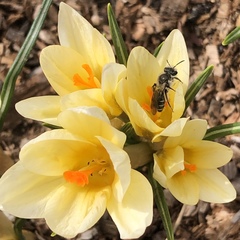 Lasioglossum sisymbrii