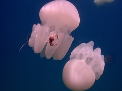 Catostylus perezi