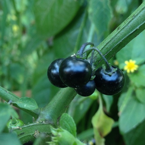 Hierba mora (Solanum americanum)
