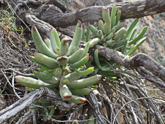 Cotyledon tomentosa