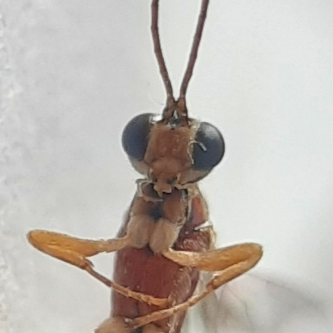 Clistopyga rufator