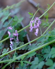 Trigonocapnos lichtensteinii