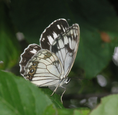 Melanargia epimede