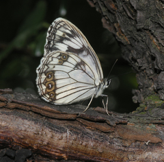 Melanargia epimede