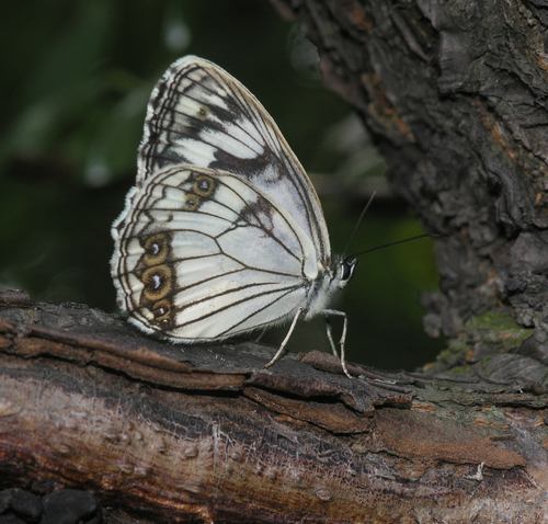Melanargia epimede