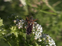Cosmoclopius nigroannulatus