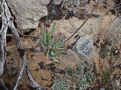 Cotyledon tomentosa